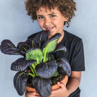 Bok Choy Seeds, Purple Lady 