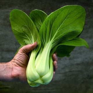 A gardener holding a head of Suzhou Baby Bok Choy.