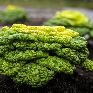 A profile view of Yellow Heart Winter Choy growing in the garden at Baker Creek.