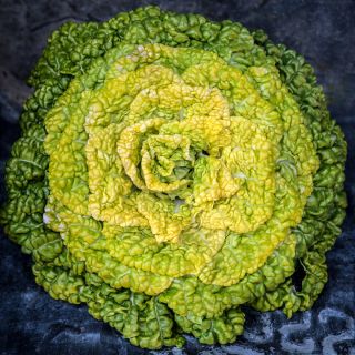 A top view of a head of Yellow Heart Winter Choy on a dark metal background.