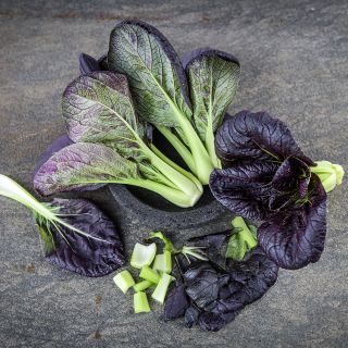 Purple Lady Bok choy on grey background
