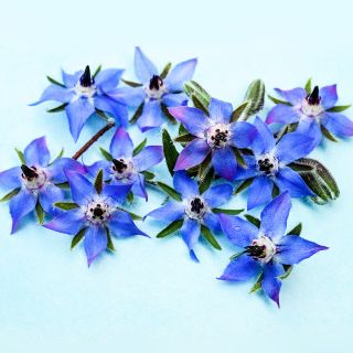 A macro view of Blue Borage flowers on light blue background.