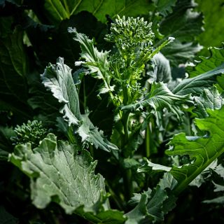 A close-up of sprouting heads of Rapini on the plant.