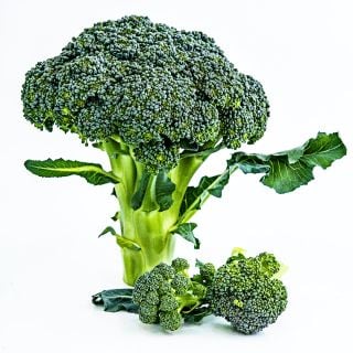 A single head of Rasmus Broccoli with florets on a white background.