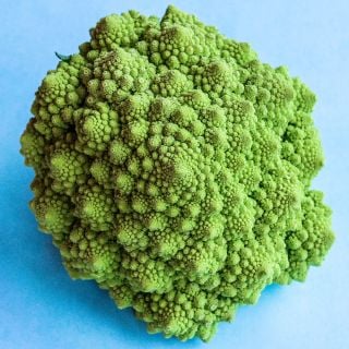 A single head of Romanesco Italia Cauliflower on a blue background.