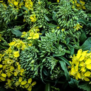 A close-up view of Rapini heads and blooms.