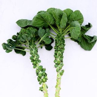 A couple of Long Island Improved Brussels Sprouts stalks against a light wall.
