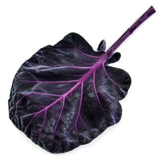 A single edible leaf from a Red Rubine Brussels Sprouts plant on a white background.