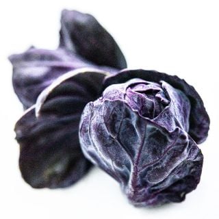 A micro view of a couple of Red Rubine Brussels Sprouts on a white background.