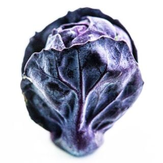 A single Red Rubine Brussels Sprout on a white background.