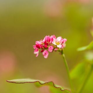 A close-up of a Rose Red Soba Buckwheat flower in the garden.