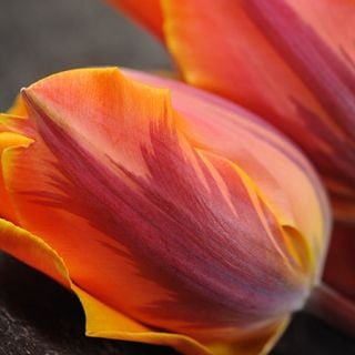 Princess Irene Tulip (10 bulbs) 