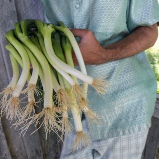 Ishikura Onions being held fresh from garden.