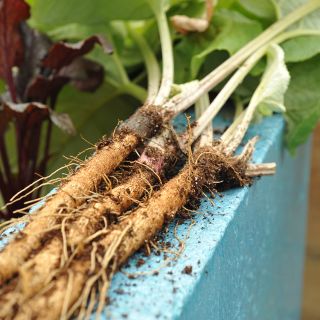 Takinogawa Burdock Root laying on ledge.