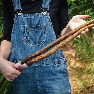 Takinogawa Burdock Root