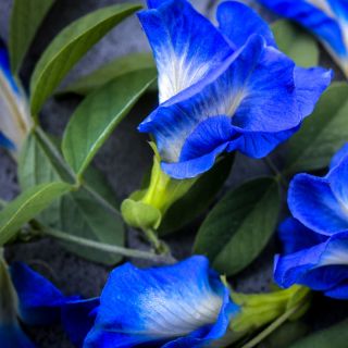 "Dancing" Blue Butterfly Pea flowers.