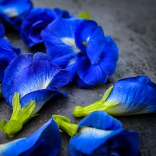 Double Blue Butterfly Pea flowers on dark slab.