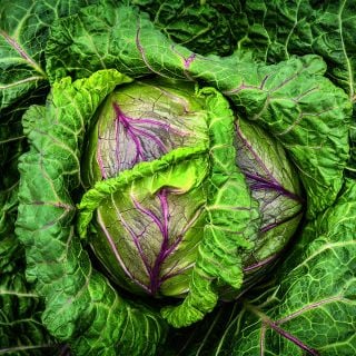 Violaceo di Verona Cabbage head growing in the garden at Baker Creek.