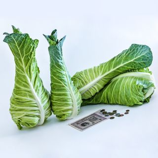 Four heads of Filderkraut Cabbage with Wiemar Republic currency on a white background.