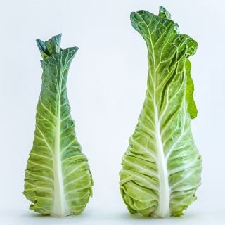 A pair of Filderkraut Cabbage heads standing upright on a white seamless background.