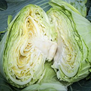 Brunswick Cabbage head sliced in half.