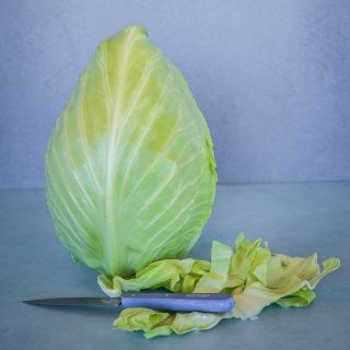 Cour di Bue Cabbage with blue background