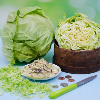 Golden Acre Cabbage
