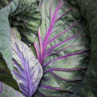Close-up Tete Noire Cabbage