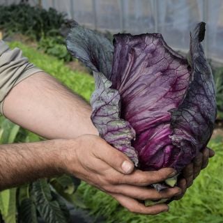 Tete Noire Cabbage head being held in garden