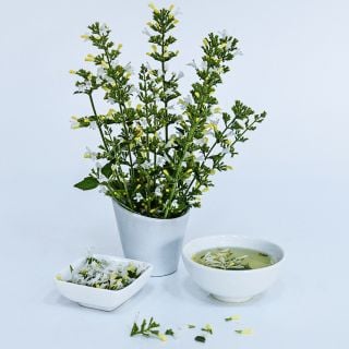 An arrangement of Marvelette White Calamintha with a bowl full of blooms and a cup of tea.
