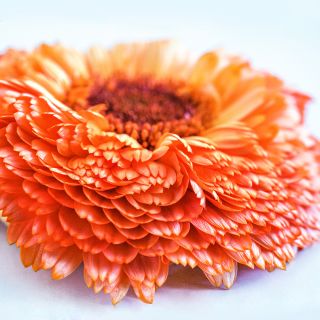 A profile view of a Pink Surprise Calendula flower.