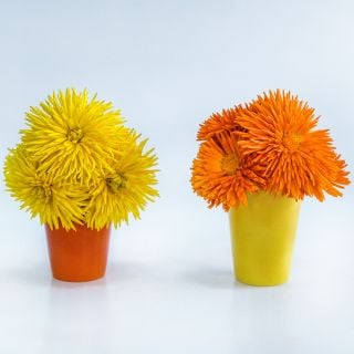 Two vases of Porcupine Mix Calendula against a white background.