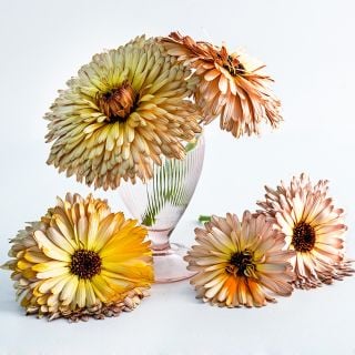 Strawberry Blonde Calendula flowers in a pale pink soda glass on a white background.