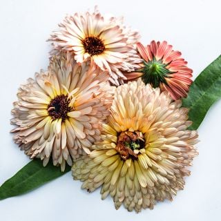 A close-up of four Strawberry Blonde Calendula flowers with a couple of leaves on a white background.