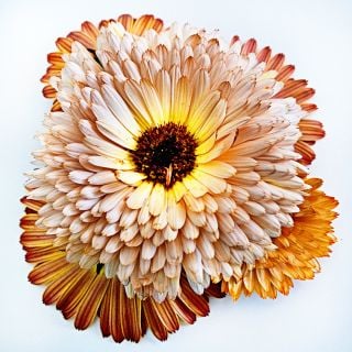 A close-up detailed view of a large Strawberry Blonde Calendula sitting on top of upside down flowers.