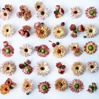 An overhead view of Strawberry Blonde Calendulas in varied stages of maturity arranged in a square.