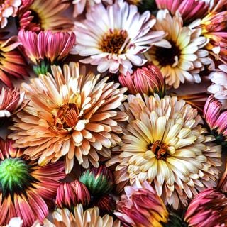 A close-up macro view of several Strawberry Blonde Calendula blooms in a variety of maturity stages.