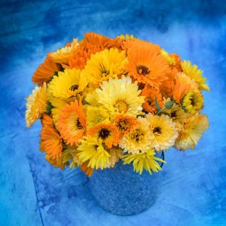 Large Pacific Beauty Mix bouquet in a blue bucket with blue background. 