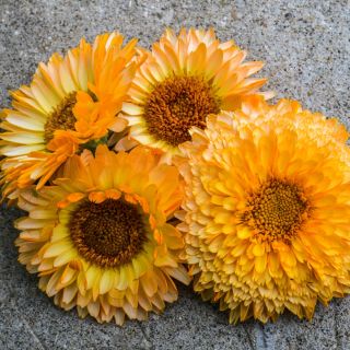 Pink Surprise Calendula blooms laying on marble countertop.