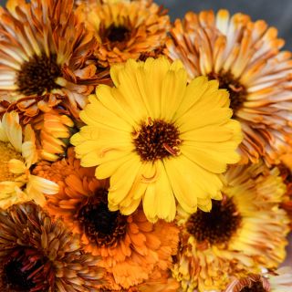Playtime Calendula Mix bouquet showcasing yellow bloom.
