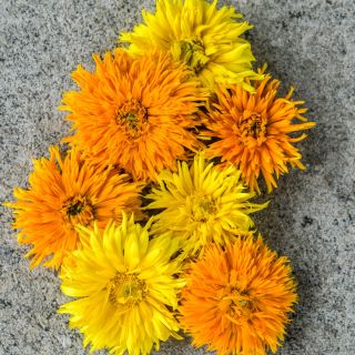 Porcupine Calendula blooms on gray background.