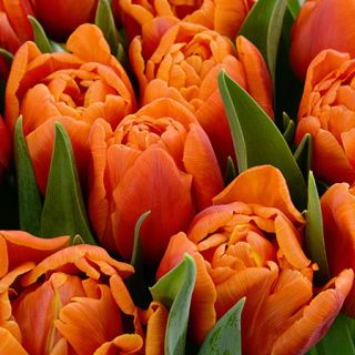 Close-up of Caracas Tulips just beginning to open. Image courtesy of Fluwel Bulb Co. 