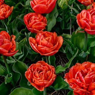 Close-up overhead view of Caracus Tulips in full bloom. Image courtesy of Fluwel Bulb Co. 