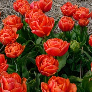 Caracas Tulips in full bloom in the garden. Image courtesy of Fluwel Bulb Co. 