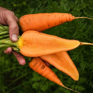 A gardener holding whole and halved Chantenay Red Core Carrots. 