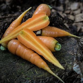Danvers 126 Half Long Carrots arranged on a stump.