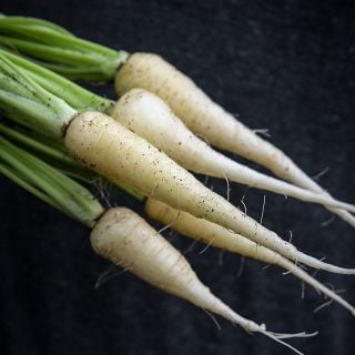 Kuttiger Carrots on black background