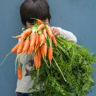 Cyan holding New Kuroda Carrots with carrot tops.