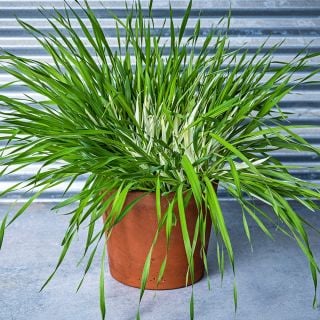 Variegated Cat Grass Barley growing in a pot on blue tinted background.