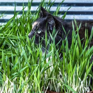 A fluffy cat surrounded by Variegated Cat Grass Barley.